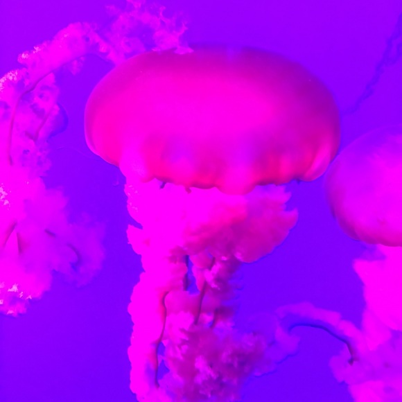 Meet your Posher, Melissa - Picture 1 of 1